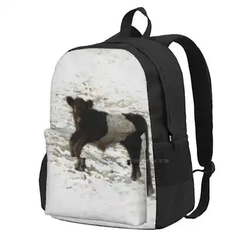 Акварел снимка на крава Галоуей с колан. Модерен пътен лаптоп, училище, раница, чанта за селскостопански животни, акварел снимка на домашен добитък